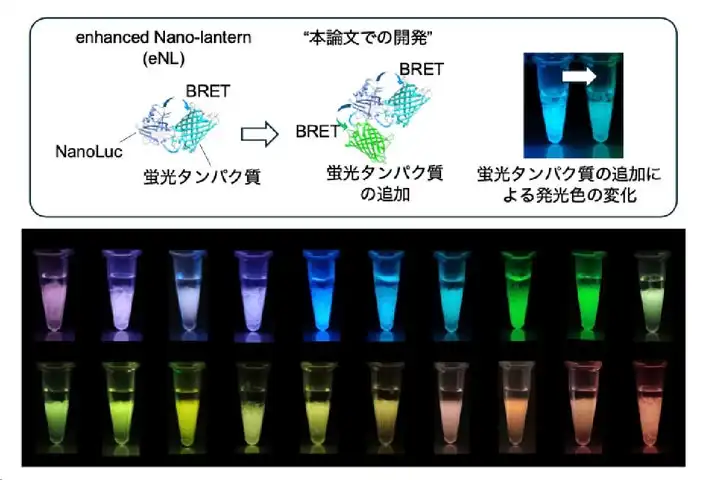 大阪大学と慶應義塾大学が20色の生物発光タンパク質を開発、細胞の多色同時観察を実現