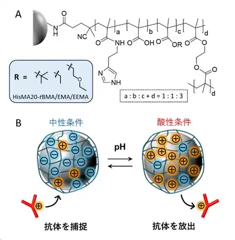 慶應義塾大学が新規抗体精製法を開発、プロテインA代替技術による製造コスト削減に期待