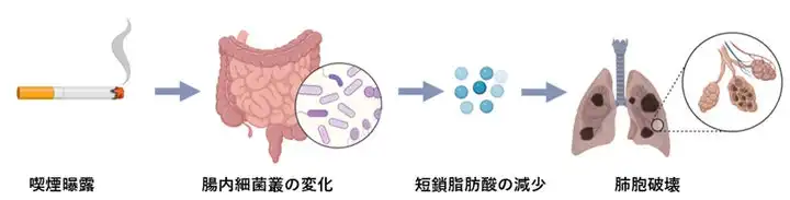 慶應義塾大学が腸内細菌叢とCOPDの関連性を解明、食物繊維による新規治療法の開発に期待