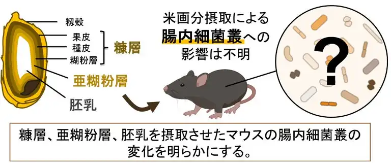 信州大学と東洋ライスが米糠研究で共同研究、腸内細菌叢の多様性向上を動物実験で確認